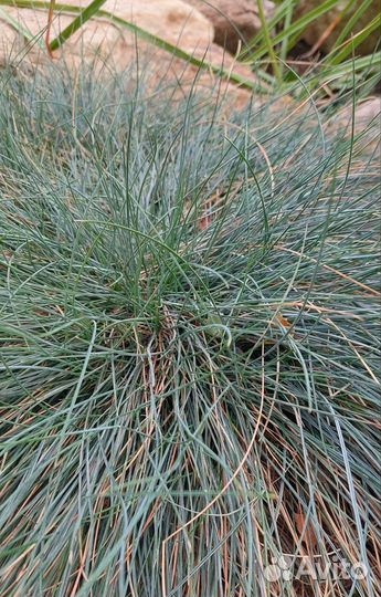 Можжевельник Blue Chip, Книфофия, Овсянница