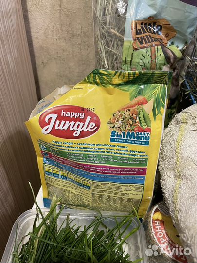 Морская свинка