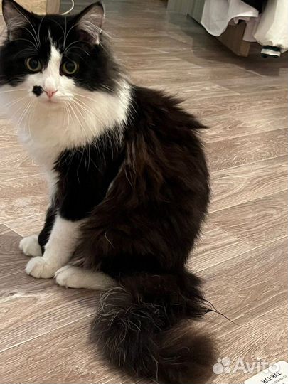 Котик Васька