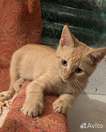 Котенок в добрые руки