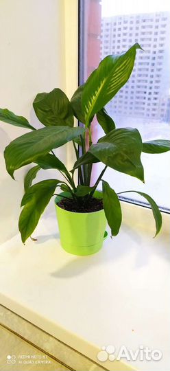 Спатифиллум цветущий отростки