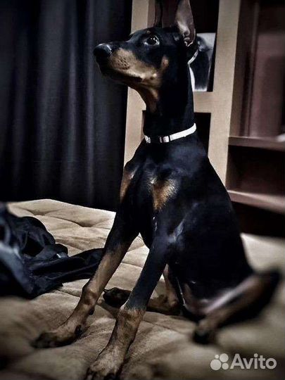 Щенки Добермана