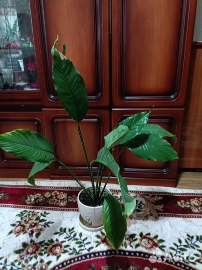 Спатифиллум