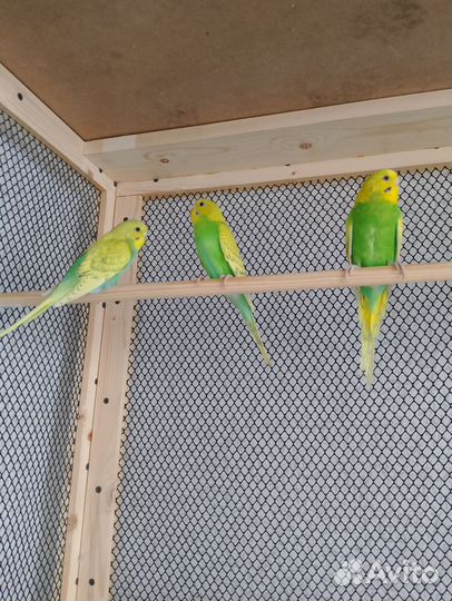 Волнистые попугайчики подростки