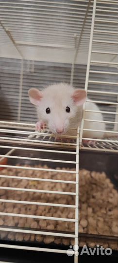 Крыса с клеткой