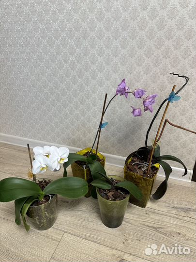 Орхидеи