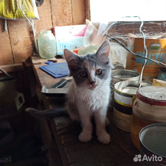 Котята (мать крыселовка)