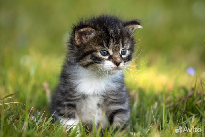 Отдам котят в хорошие руки