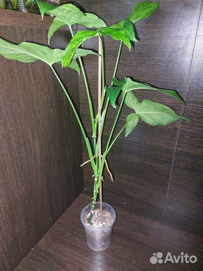 Сингониум моттлед