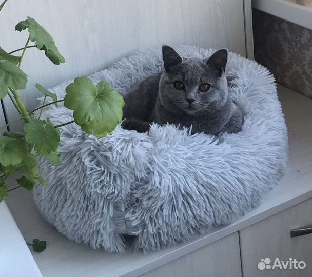 Лежанка для кошек