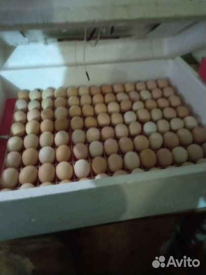 Курочки