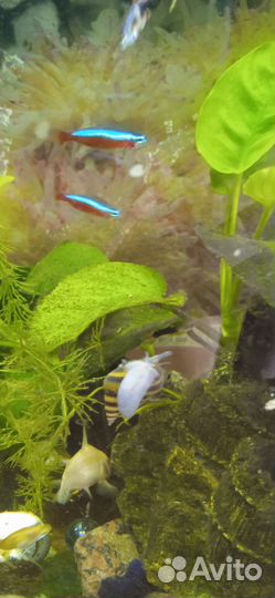 Улитка хелена