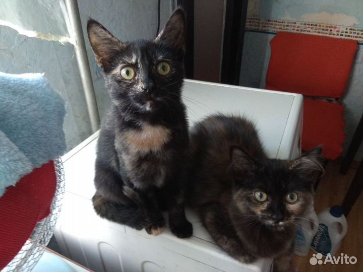 Отдам в хорошие руки двух кошечек