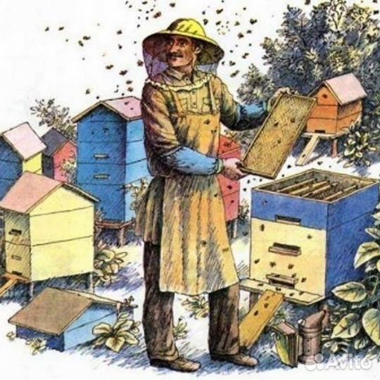 Обучение пчеловодству