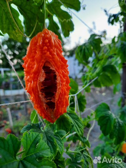 Семена момордики цена за 10 шт