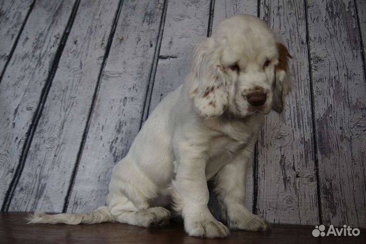 Кламбер спаниель