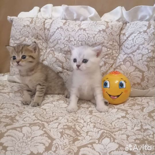Шотландская шиншилла