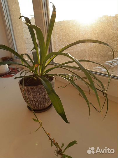 Хлорофитум