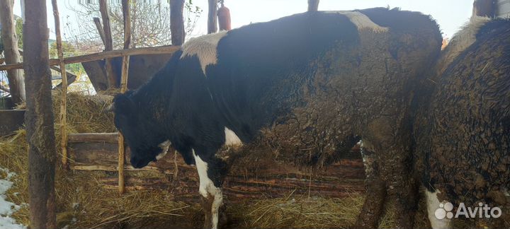 Быки на мясо