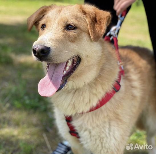 Собака в добрые руки