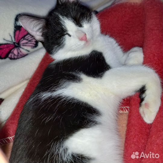 Котенок.подросток