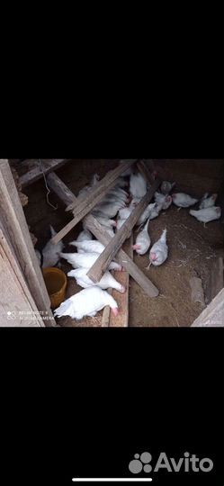 Куры молодки несушки