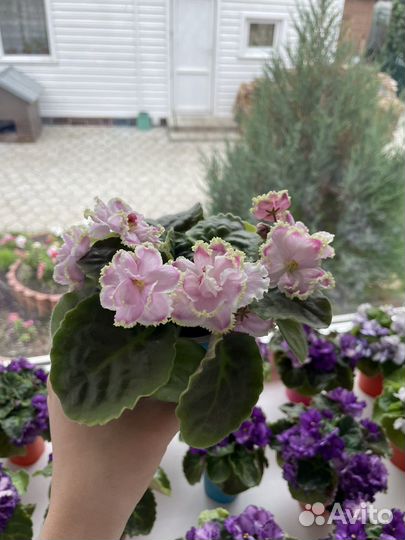 Фиалки Сортовые фиалки