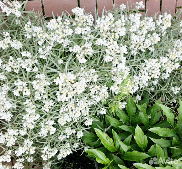 Анафалис жемчужный