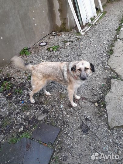 Собаки в добрые руки