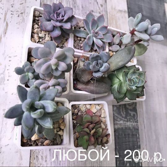 Суккуленты: эхеверии,пахифитумы,седумы