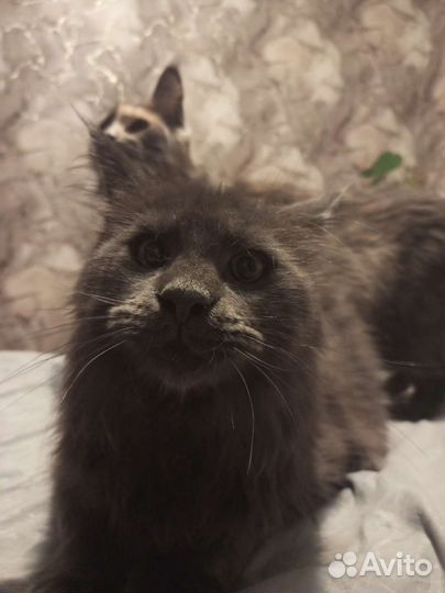 Кошка мейн-кун