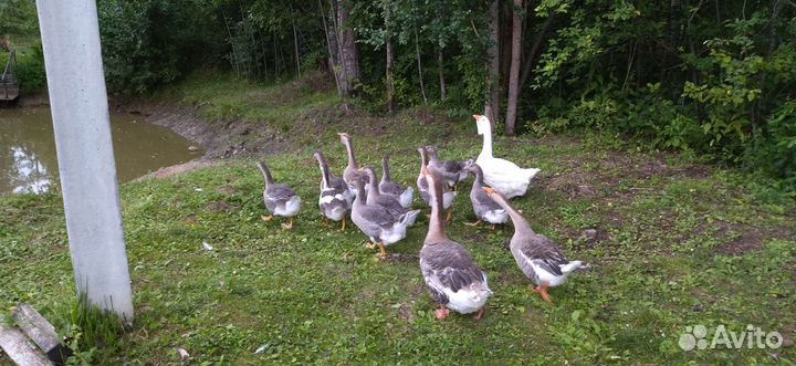 Холмогорские гуси