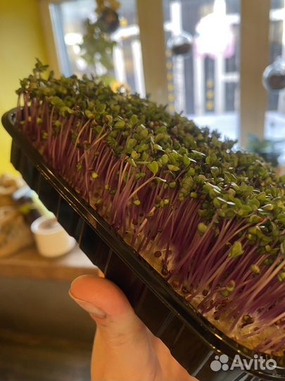 Микрозелень, Витграсс