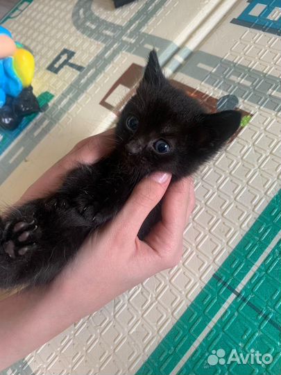 Котята