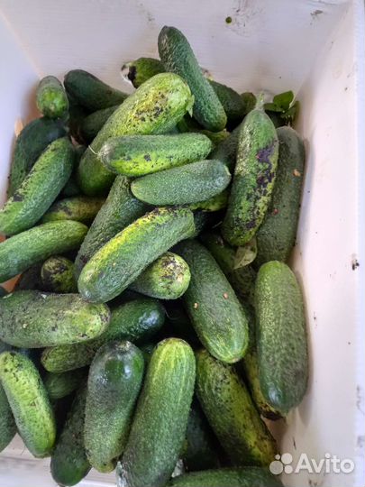 Кабачки, огурцы