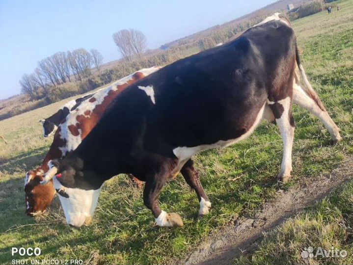 Коровы молочные стельные