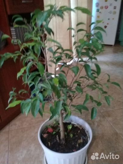 Фикус Бенджамина