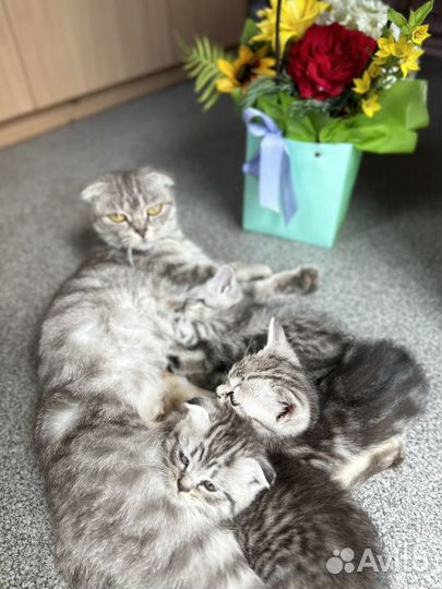 Шотландские прямоухие котята