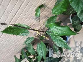 Роза японская