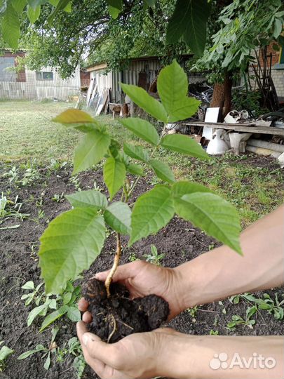 Грецкий орех саженцы