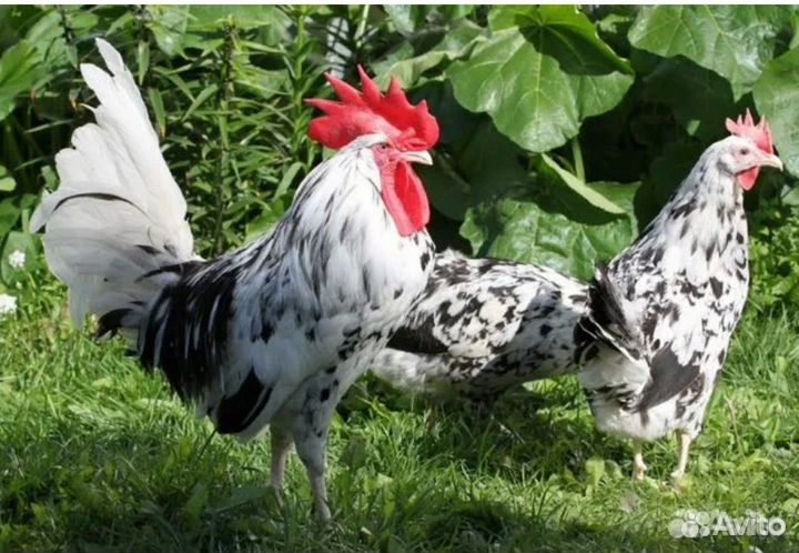 Леггорн далматинцы яйцо