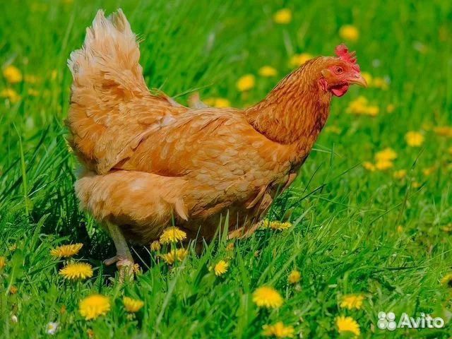 Куры молодки