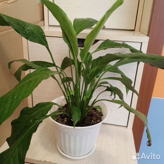 Спатифиллум женское счастье