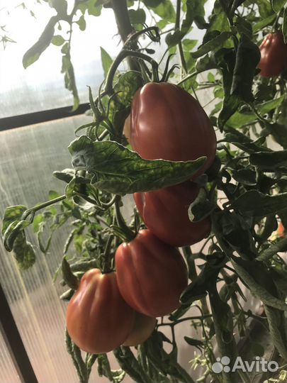 Семена томатов и перцев