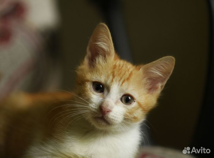 Рыжий котенок в добрые рук