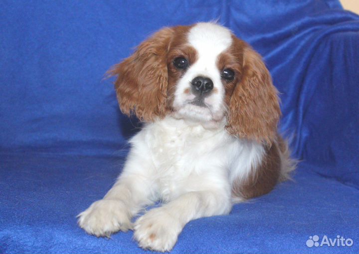 Кавалер Кинг Чарльз Спаниель- 5 мес юлиан