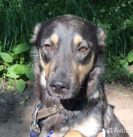 Собака в добрые руки