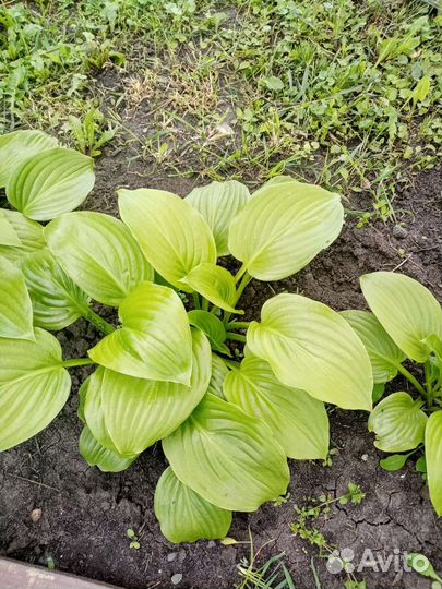 Хоста королевская