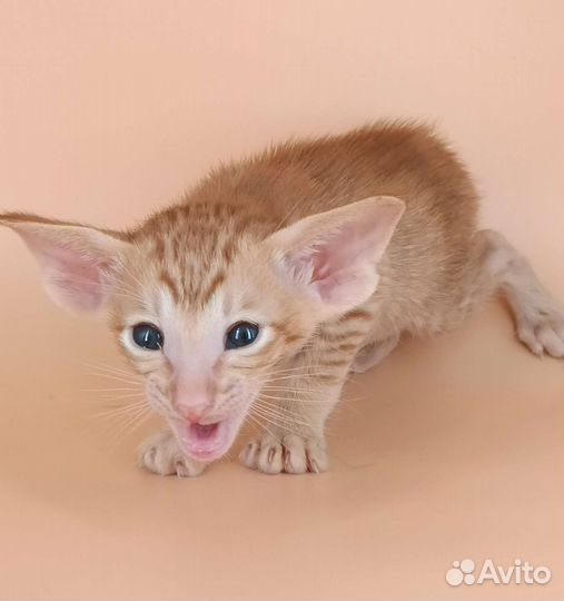 Ориентальные котята