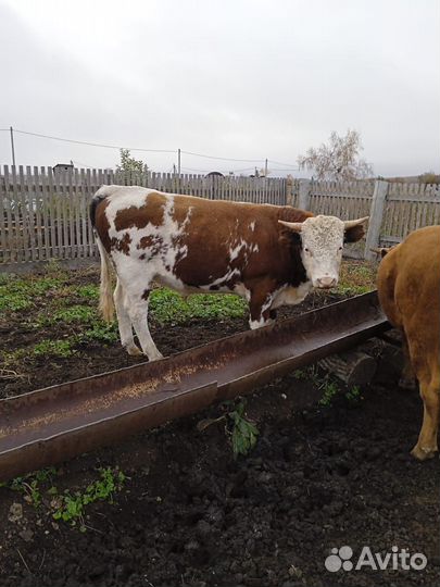 Продам бычков
